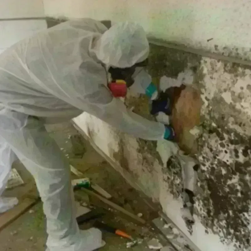 Mold Remediation and Removal in Dalton, OH